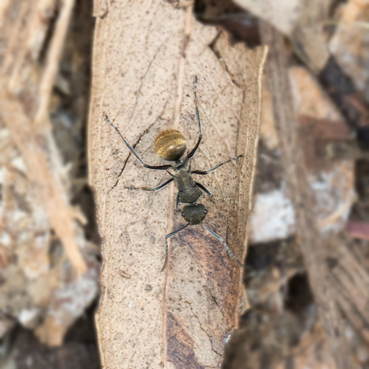 Spiny Ant (Polyrhachis ammon) (Polyrhachis ammon)